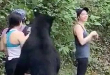 Así será el final feliz del oso negro de selfie