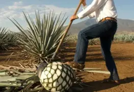 ¡Es hoy, es hoy! 24 de julio Día Internacional del Tequila