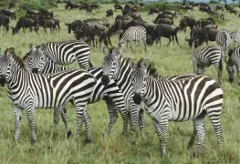 VIDEO Cebra es atacada por dos cocodrilos y el desenlace fue sorprendente