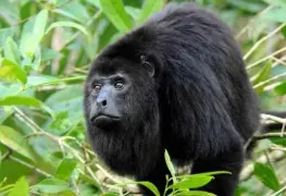 Rescatan crías de Mono Aullador que habitan en Tabasco; eran traficadas en una maleta