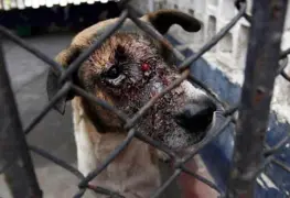 Asociaciones protectoras de animales sin recursos por covid y sin respaldo de las autoridades