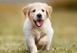 Kim Jong-un proh&iacute;be tener perros como mascotas