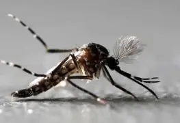 Pretende liberar 750 millones de mosquitos modificados: Plan Jurassic Park