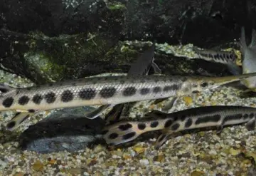 Cultivo del pejelagarto con alto potencial en Tabasco