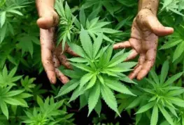 Destruyen más de dos mil plantas de marihuana