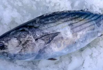 COVID-19 puede alojarse en pescados por más de una semana