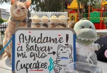 Gatito vende cupcakes para salvar su ojo