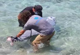 Hallan a cachalote pigmeo muerto en BCS