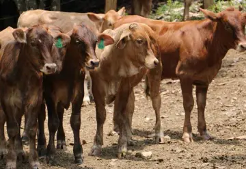 Ganadera Macuspana y Centro realizan alianza para mejorar la economía en la venta de semovientes