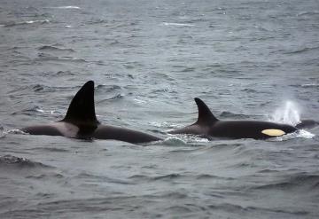 VIDEO: Turistas fueron atacados en su yate por tres ballenas