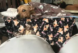 ¡Se un héroe! Refugio canino solicita ayuda para salvaguardar 153 perritos temporalmente