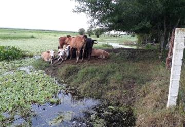 Afectaciones al campo se encuentran sin cuantificar