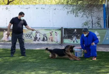 Perros detectan COVID-19