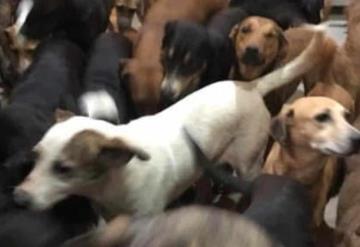 ¡Héroe! Hombre rescata a más de 300 animales por huracán