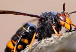 ¿Ahora qué?, Hallan nido de avispones asesinos