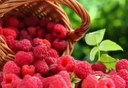 La frambuesa podría apoyarte con el mejoramiento de la memoria