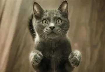 Gatito regresa a casa con deudas, después de haber desaparecido por dos días su hogar