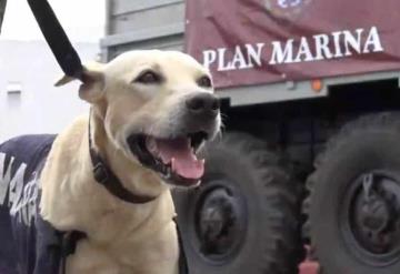 Semar busca nombre para perrito rescatado en inundaciones