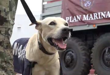 ¿Qué nombre le pondrías? Abren convocatoria para poner nombre a perro rescatado en inundación