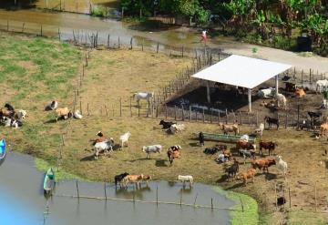 Lluvias impactan a sector ganadero; se registran muertes y pérdidas