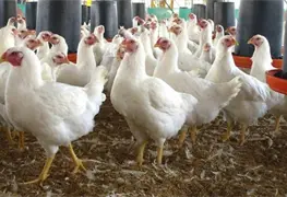 190 mil gallinas y pollos son sacrificados por gripe aviaria