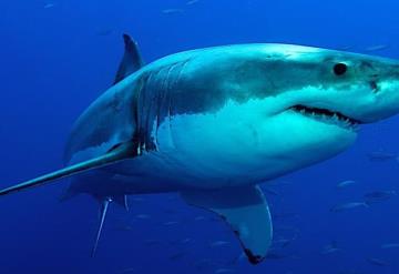 Tiburón ataca y mata a bañista en playa de Australia