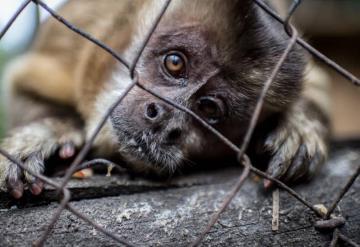 Incrementa 1000 % el tráfico de animales en México