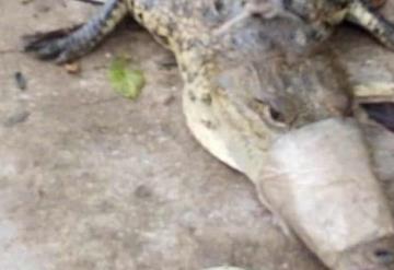 Hallan lagarto en la Tapijulapa-Oxolotán