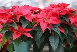 Evita que se caigan las hojas de la nochebuena