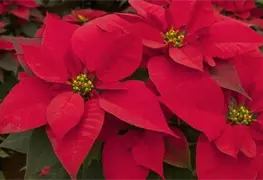 La flor de Nochebuena ya luce en hogares tabasque&ntilde;os