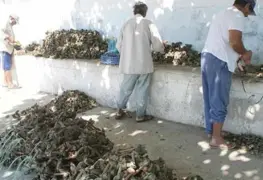 Pese a pandemia de Covid-19 se mantienen las ventas de Ostras, peces y otros mariscos