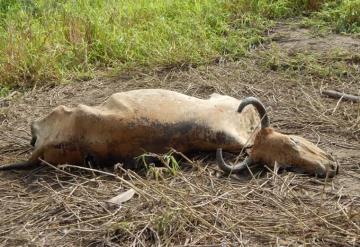 Neumonía mata ganado en el campo jonuteco