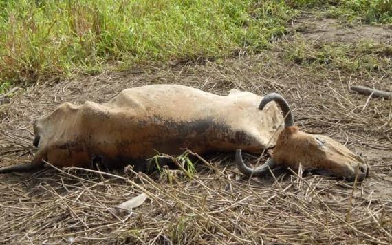 Neumonía mata ganado en el campo jonuteco