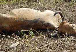 Neumon&iacute;a mata ganado en el campo jonuteco