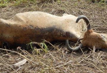 Neumonía mata ganado en el campo jonuteco