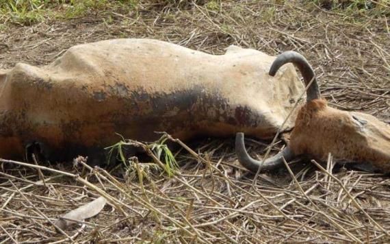 Neumonía mata ganado en el campo jonuteco