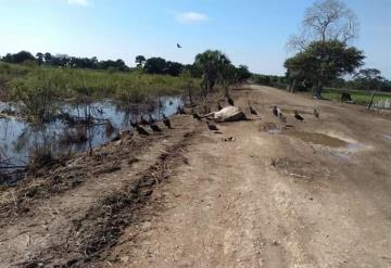 Neumonía causa mortandad de semovientes en campo