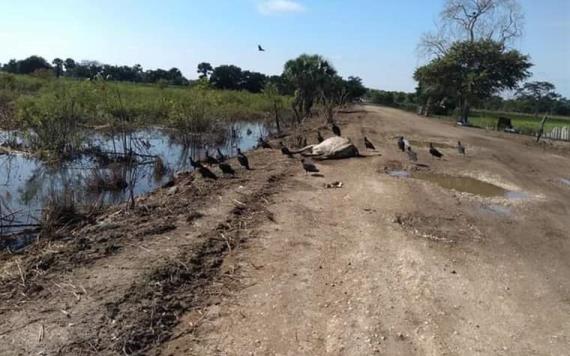 Neumonía causa mortandad de semovientes en campo