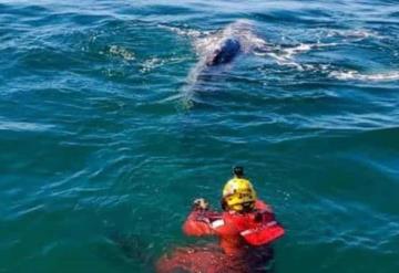 Liberan a ballena atrapada en Ensenada