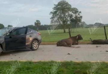 Conductor se estrella con tres vacas