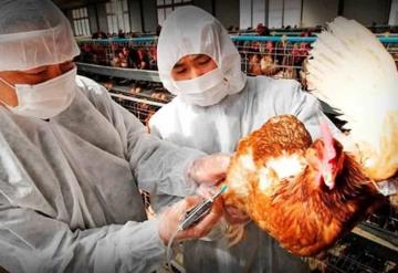 Corea del Sur sacrifica a más de 19 millones de aves tras brote de gripe