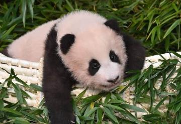 Estoy enamorado de este panda. Es tan lindo y peludo