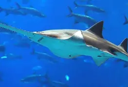 Pez sierra al borde de la extinción