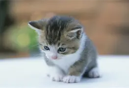 D&iacute;a Internacional del Gato, se celebra tres veces al a&ntilde;o
