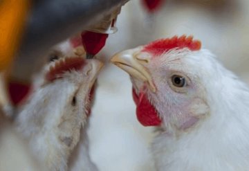 Detectan en Rusia contagio de gripe aviar H5N8