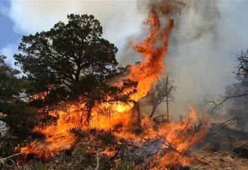 Pronostican temporada "crítica" de incendios forestales en México