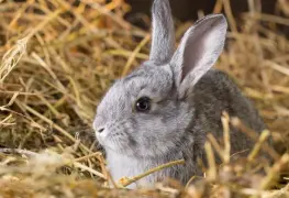 Nueva emergencia sanitaria animal por enfermedad viral en conejos