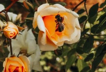 Redescubren abeja que se creía extinta