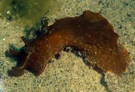 Babosas de mar pueden regenerar su cuerpo después de decapitarse, revela estudio