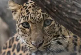 Las jaguarcitas Nicté y Celestún inauguran programa de conservación del Tren Maya